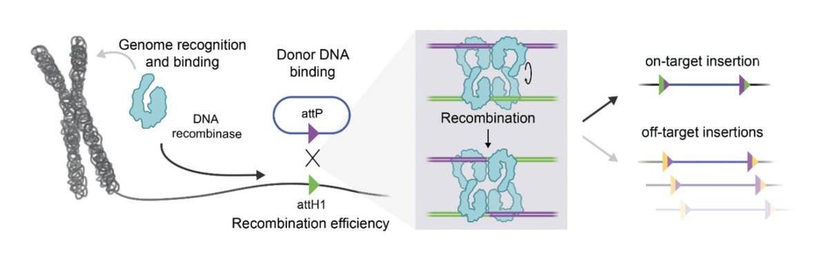 🧵In new work, we report a systematic engineering roadmap to optimize large serine recombinases (LSRs) for direct, site-specific insertion into the human genome 🧬. We achieved over 50% insertion efficiency and 97% genome-wide specificity, a 10X improvement over our previous work