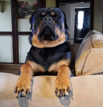 millypod1's tweet photo. ๐2 NOV 2024 #Lost MILO #ScanMe
YOUNG Black And Tan Rottweiler Male
Rosehill by The Fishery #Rosehill #StokeHeath #MarketDrayton #TernHill #Loggerheads #Shropshire #TF9 #A41 https://t.co/SOfs9dBfVd https://t.co/BEKO5hgI9Y