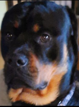 millypod1's tweet photo. ๐2 NOV 2024 #Lost MILO #ScanMe
YOUNG Black And Tan Rottweiler Male
Rosehill by The Fishery #Rosehill #StokeHeath #MarketDrayton #TernHill #Loggerheads #Shropshire #TF9 #A41 https://t.co/SOfs9dBfVd https://t.co/BEKO5hgI9Y