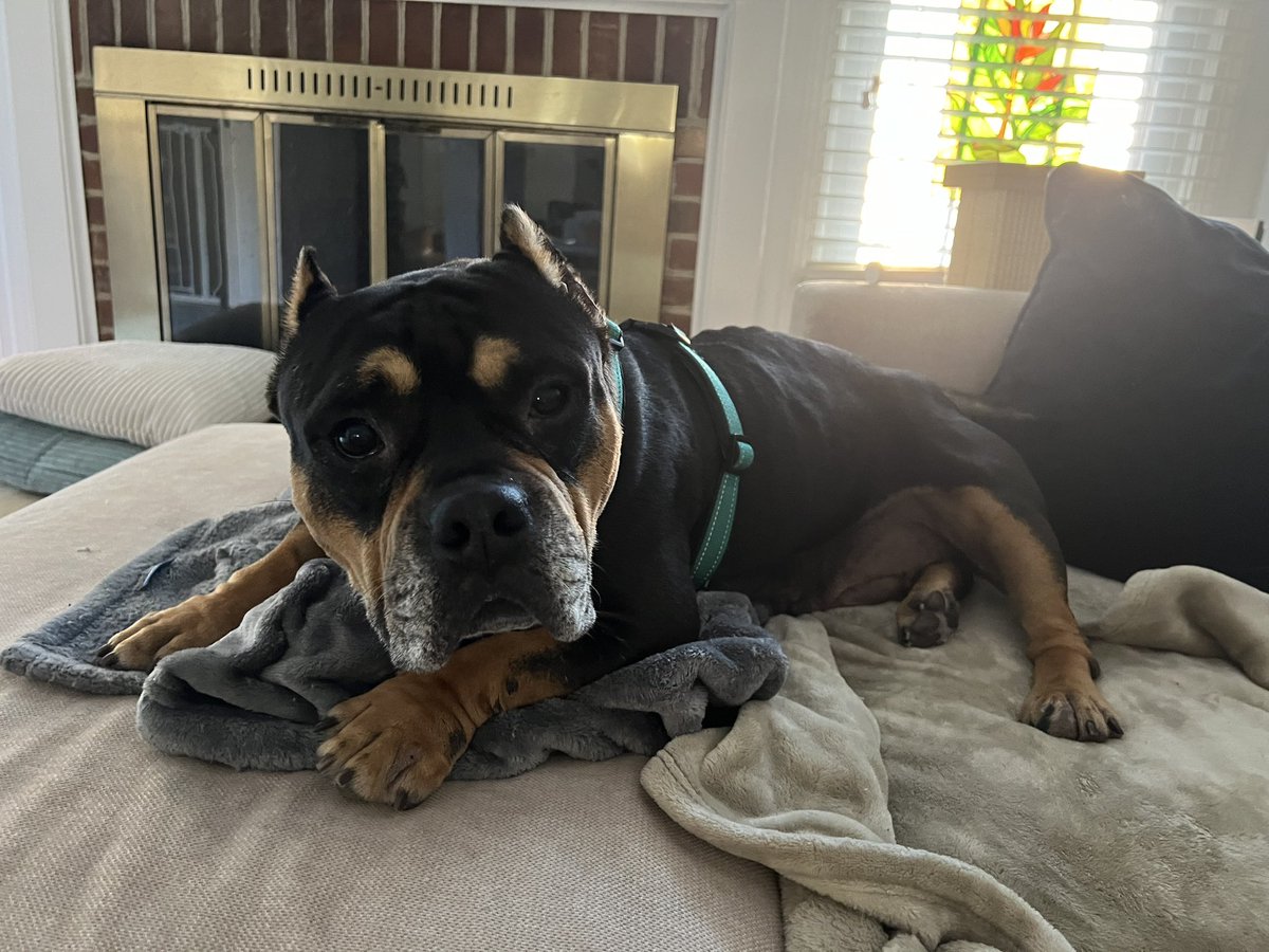 Sarah @megamew.bsky.social tweet media