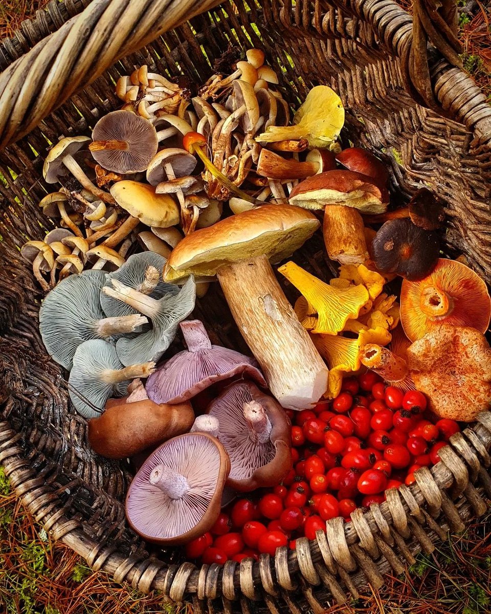 Scotland's tweet photo. From fabulous fungi to seaside berries, foraging in Scotland is a journey of discovery! Exploring off the beaten track you'll find a changing menu of wild foods to search out and try ๐.
Discover more - https://t.co/r7mOYtAEXx
๐ธ IG/eduliswildfood
#ForagingScotland #WildFood https://t.co/JkGOQ2P2qL