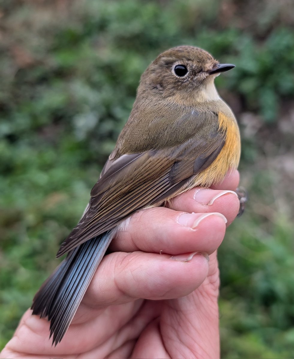 Red flanked Bluetail ringed by the observatory team this afternoon, only the 3rd record for The Channel Islands.
