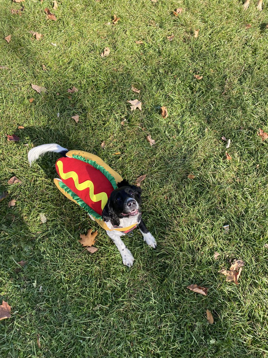 Di12681282's tweet photo. Прыгающие хот-доги🌭 https://t.co/9bgB6Rqs0W