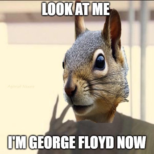 Never the President Kamala’s Kackle (@kamalas_kackle) on Twitter photo 