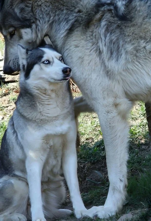 historyinmemes's tweet photo. Just in case people are getting confused, here is a husky next to a wolf https://t.co/AE7rroyPak