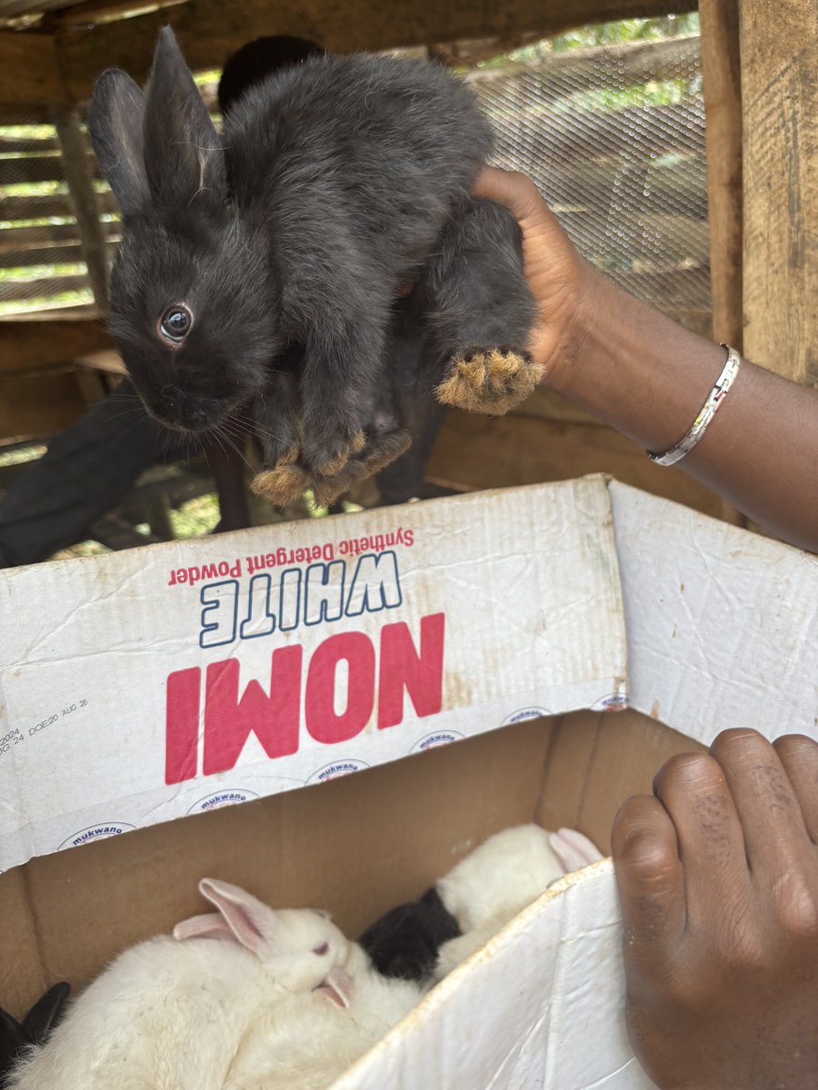 Farm2_0's tweet photo. One month old bunnies, customer collection time. #FarmAnimals #rabbit #bunnies #agriculture #rabbitmeat #rabbitfarming #farming museveni,bobi, Manchester, Chelsea https://t.co/phWlDNadhx