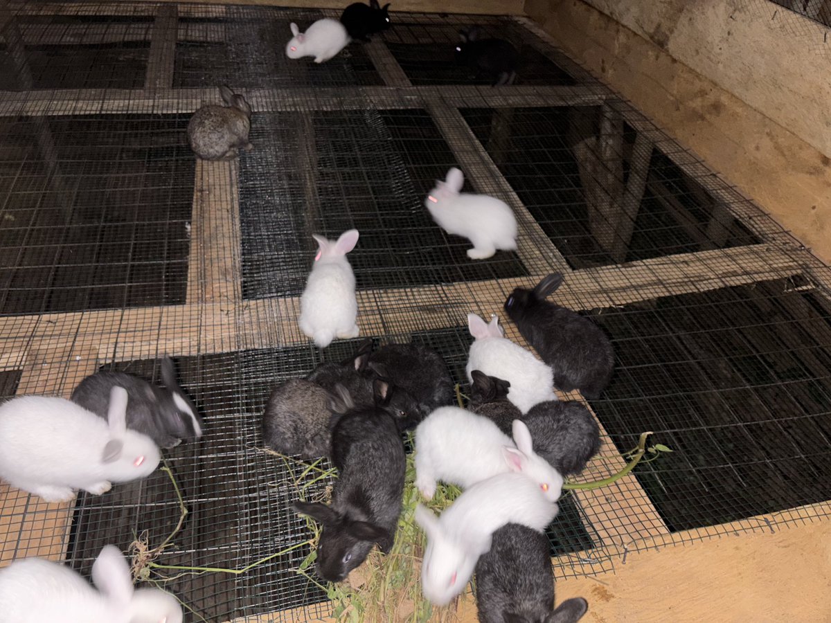 Farm2_0's tweet photo. One month old bunnies, customer collection time. #FarmAnimals #rabbit #bunnies #agriculture #rabbitmeat #rabbitfarming #farming museveni,bobi, Manchester, Chelsea https://t.co/phWlDNadhx