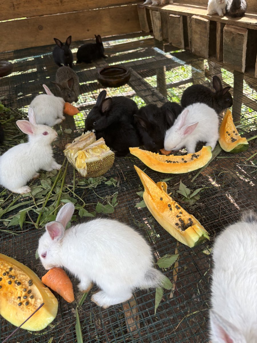 Farm2_0's tweet photo. One month old bunnies, customer collection time. #FarmAnimals #rabbit #bunnies #agriculture #rabbitmeat #rabbitfarming #farming museveni,bobi, Manchester, Chelsea https://t.co/phWlDNadhx
