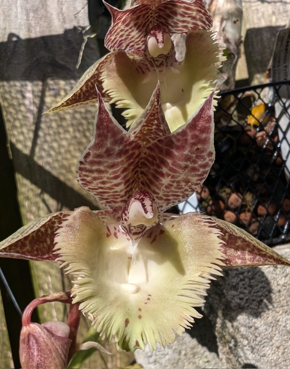 orchids2c's tweet photo. Frilly Doris gracing the shade on this Sunday afternoon.
#orchids https://t.co/eV5RpMrnpZ