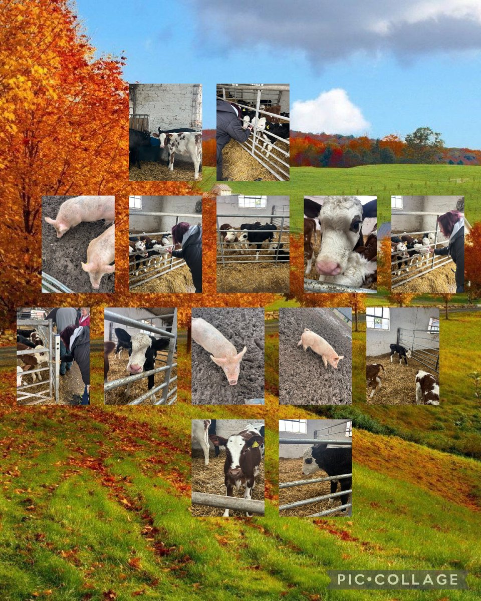 clairylou72's tweet photo. .@BHCohort3132 I had a lovely weekend staying at a friend's farm. I found some friends along the way. It reminded me of our song this week. 🐄 🐮 🐖 🐷 #oldmcdonaldhadafarm #dairyfarm #calf https://t.co/PBQ65BCSo1