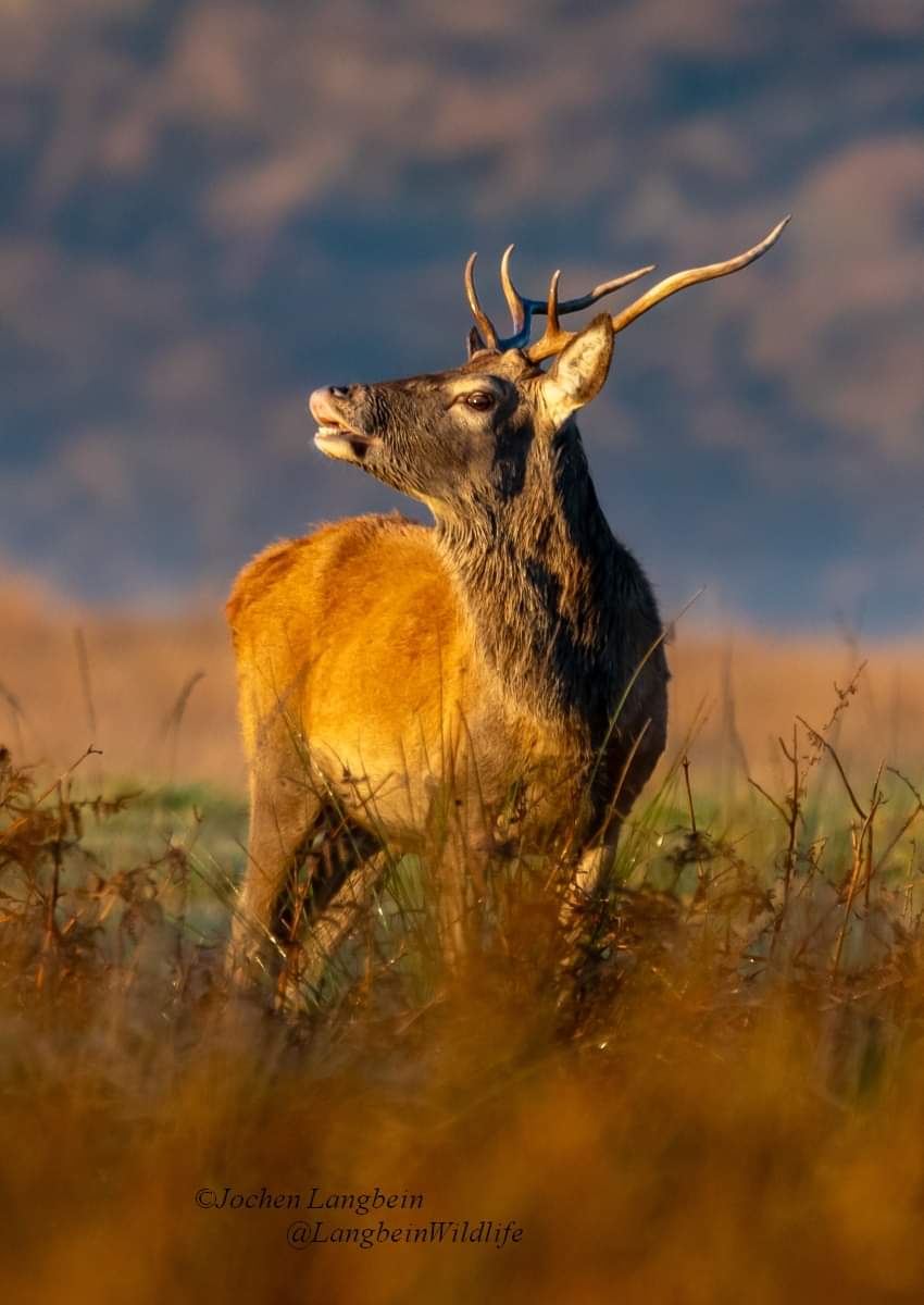 Young stag on Exmoor at #GOLDENHOUR last week