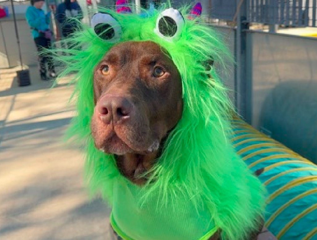 zjnov22's tweet photo. 💛Leo is 🐕-friendly🦋🌟 💝#PibblePower🌻
💎Please #adopt him if you can💛🧡 #NewYork
🚨#StatenIsland ACC🚨 ✨ID #186602🌟 #NYC https://t.co/jwHZCAuEcH