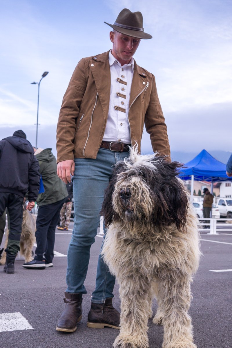 p_aulwhite's tweet photo. What I love about the UCHR livestock guardian dog exhibition, is that many dogs are brought to the ring directly from the sheepfold without seeing a brush! These are working dogs and are not downgraded if they display aggression, because as a utility LGD this is expected. 1/ https://t.co/cLzE8kPPvd