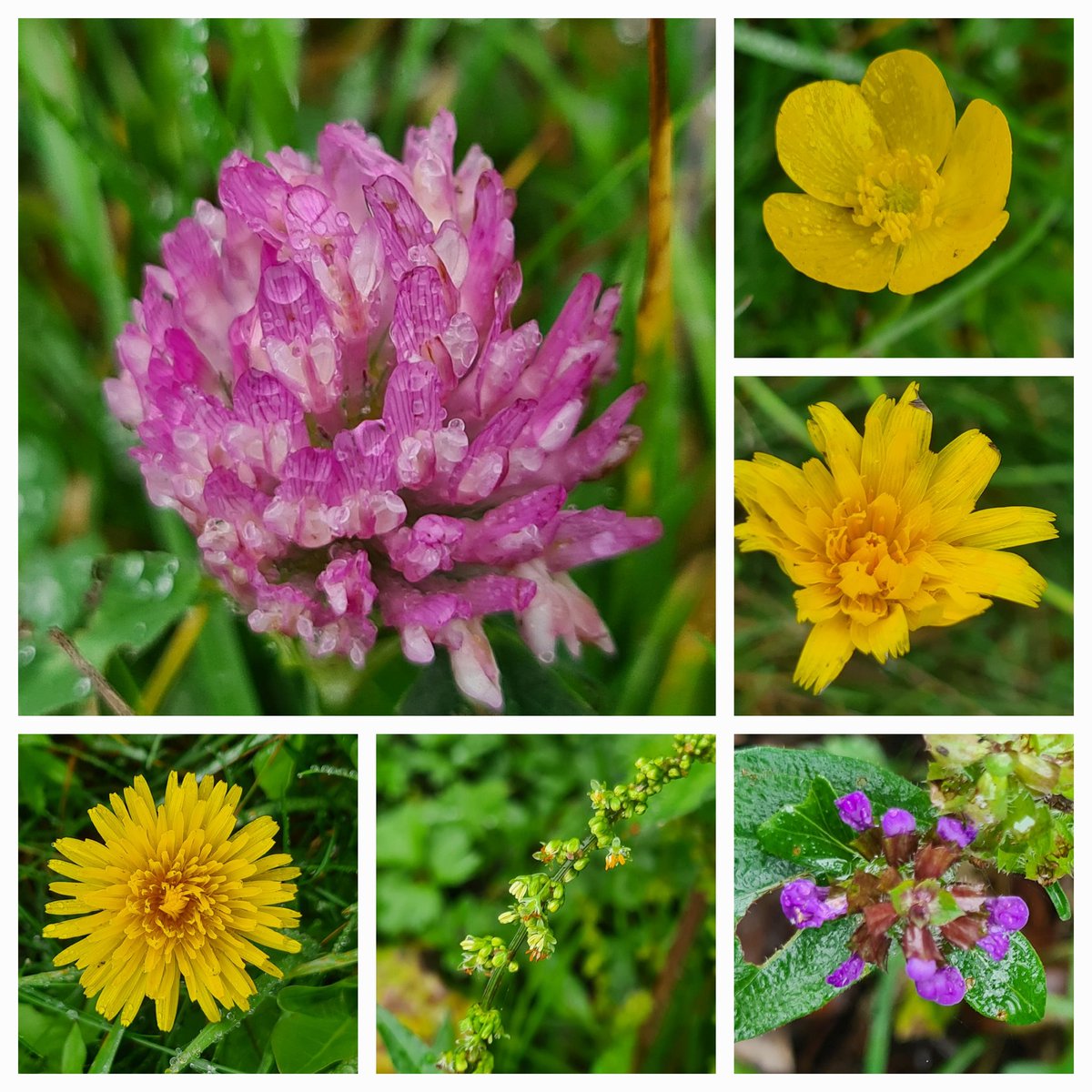 JennieShowers's tweet photo. I'd forgotten how addictive #WildflowerHour 's #TheWinter10 was!! I managed a Winter24!! All on my local walk in Kent 💚 flower names (to the best of my knowledge) in alt text. https://t.co/K104supui3