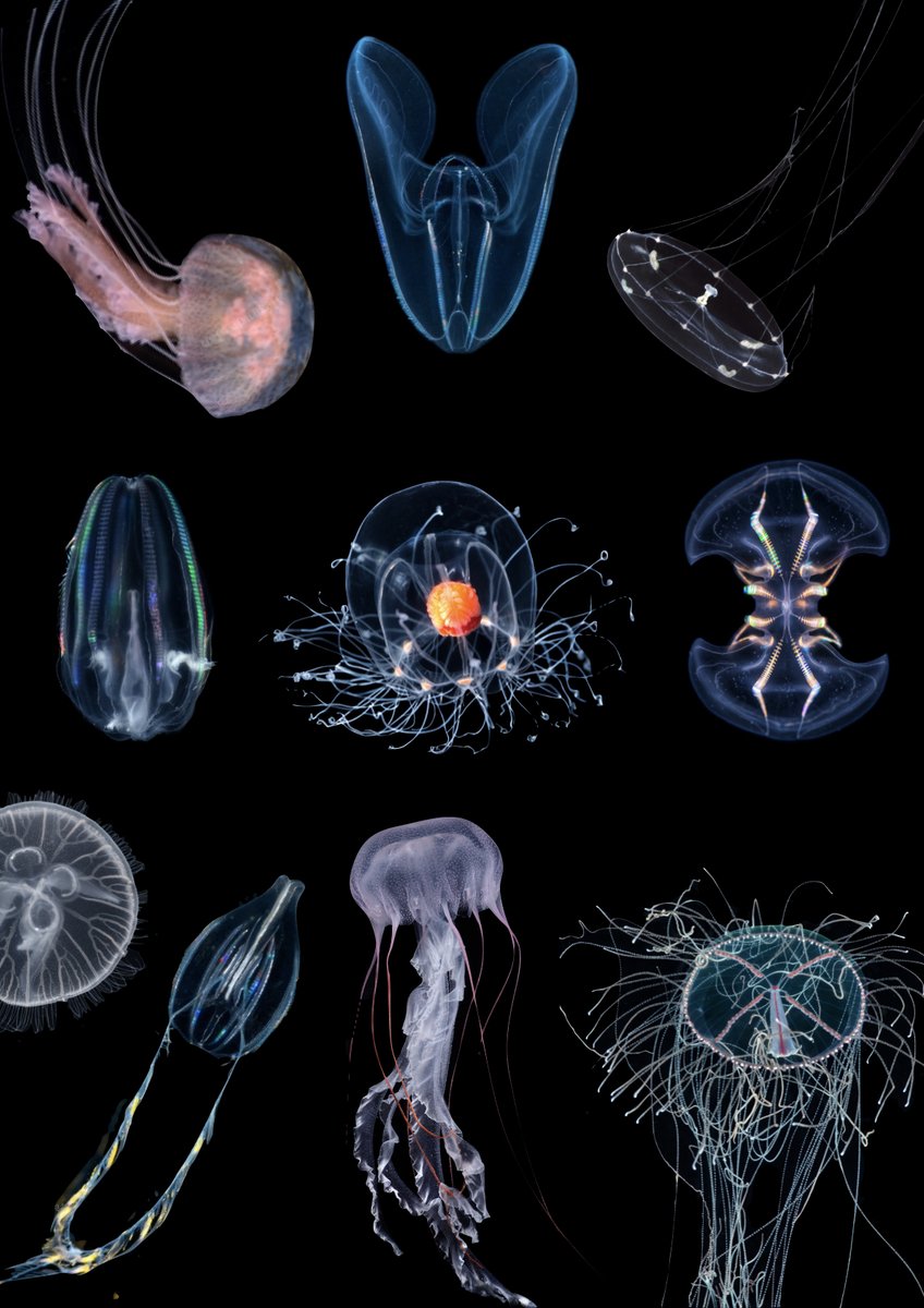 Alexandre Jan (@alexandre4_jan) on Twitter photo Happy #worldjellyfishday! Enjoy the beauty and diversity of jellyfish and their relatives. #jellyfishday #jellyfish #ctenophore <a href="/MSarsCentre/">Michael Sars Centre</a> <a href="/UiB/">Universitetet i Bergen</a> <a href="/Pawel_Burkhardt/">Pawel Burkhardt</a> Happy #worldjellyfishday! Enjoy the beauty and diversity of jellyfish and their relatives. #jellyfishday #jellyfish #ctenophore <a href="/MSarsCentre/">Michael Sars Centre</a> <a href="/UiB/">Universitetet i Bergen</a> <a href="/Pawel_Burkhardt/">Pawel Burkhardt</a>