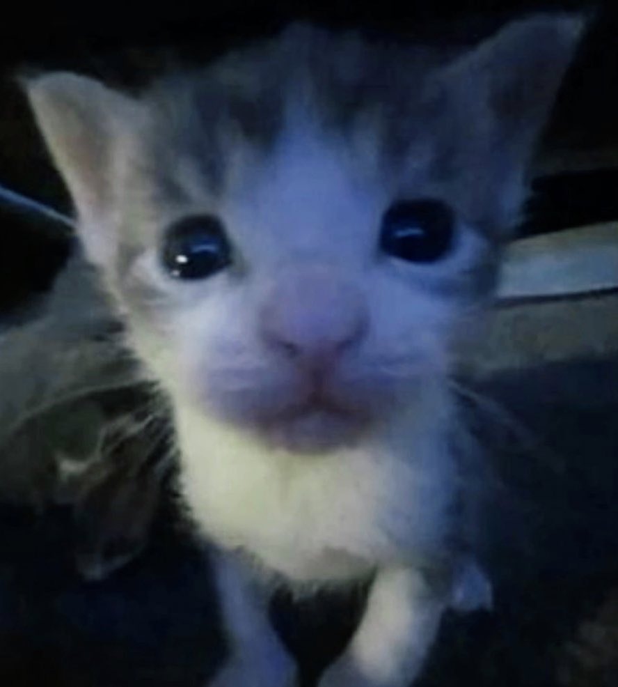 sheepbabu's tweet image. 