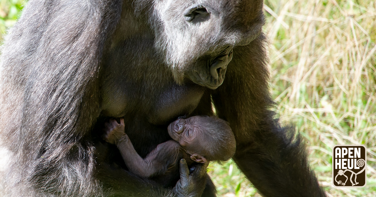 Komende week is je allerlaatste kans om de apen te bezoeken dit jaar! 😱

Wees er snel bij om op kraamvisite te komen bij de gorillababy Mizani. Apenheul is open t/m zondag 10 november. Zien we jou komende week? 🦍 

Koop je tickets voor maar 17,50 via apenheul.nl/shops/apenheul…