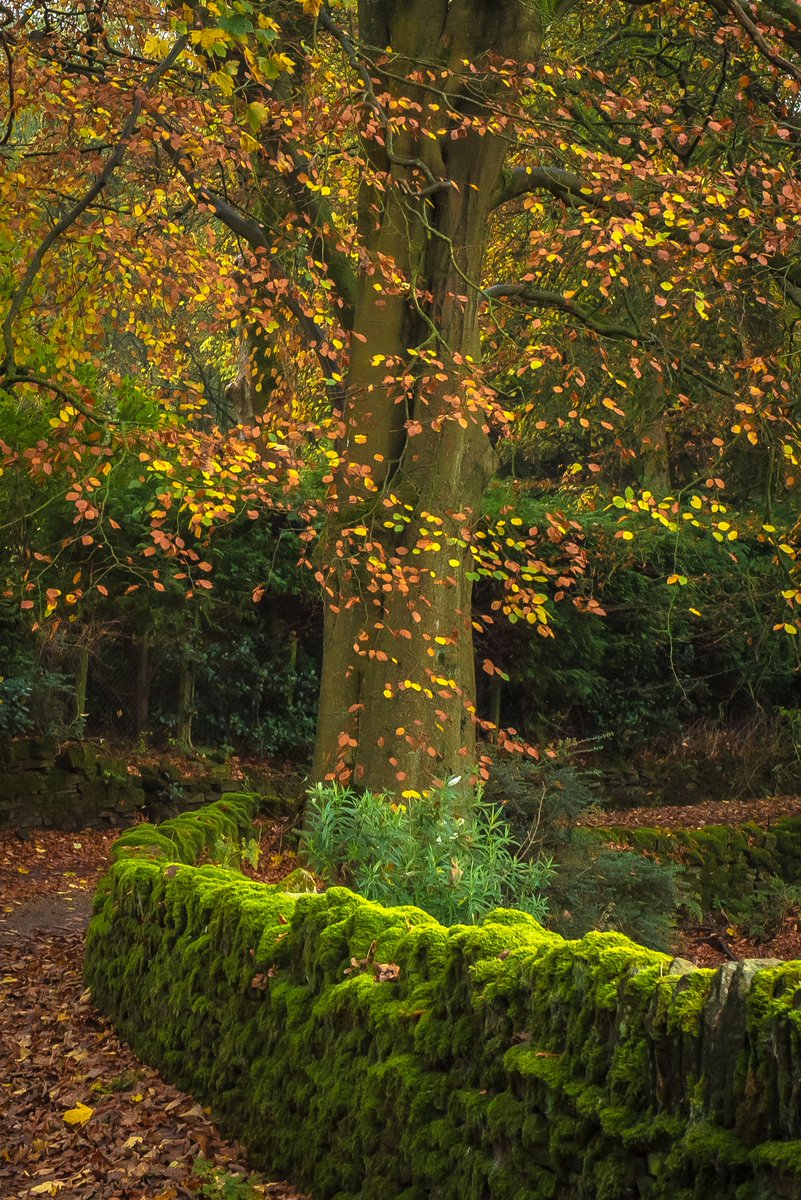 Brontë Country Landscapes tweet media
