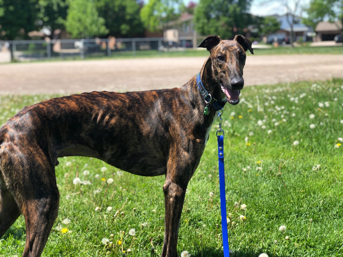 Java is a happy guy, but sometimes too happy! One time he had just eaten dinner and was excited and fell off the couch &amp; had a bloated stomach which is very serious, Trupanion was able to help me cover costs for medical care. refer.trupanion.com/juliannad-7 #truFame #Contest