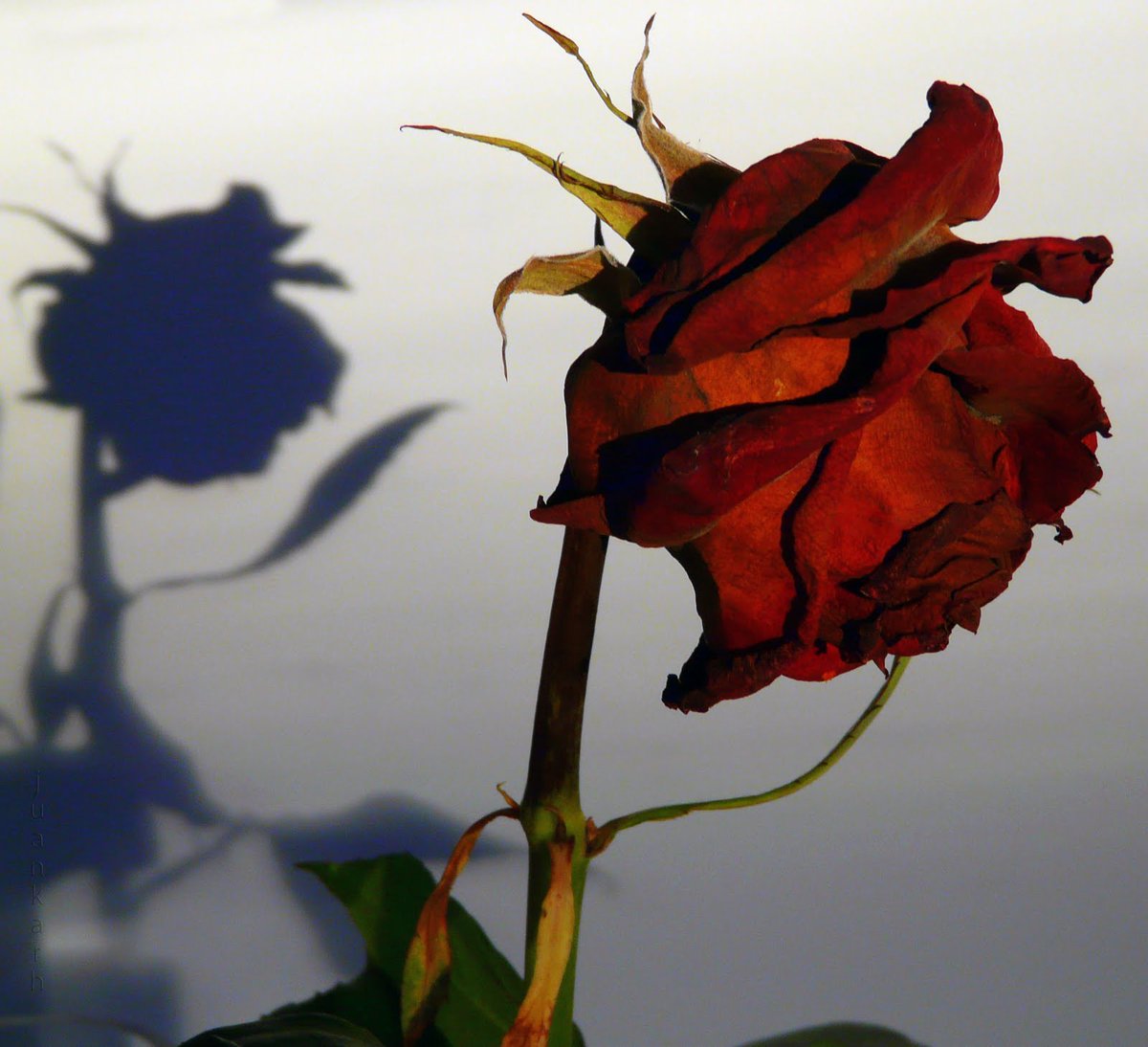 Juankar Hernandez tweet media