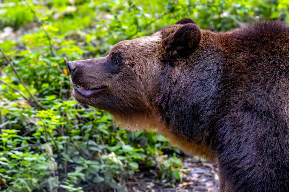The bears of Bear Wood will soon be settling down for their big sleep over winter 🐻

Learn more about torpor, and what it involves, in our blog from last year: bristolzoo.org.uk/news/why-do-be…

(📸: Jon Drew)