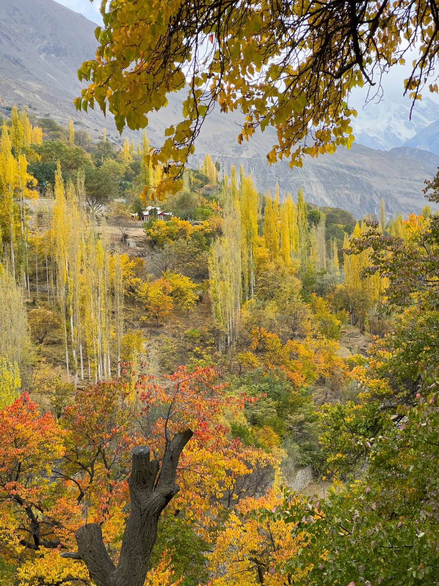 Autumn in Nagar Valley,Gilgit Baltistan 🍁🍂