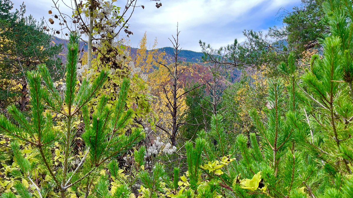 CasaColasa's tweet photo. Dime , hay algo más espectacular???🍁🍂🍄🍄‍🟫 https://t.co/3L3Wk4f5CP