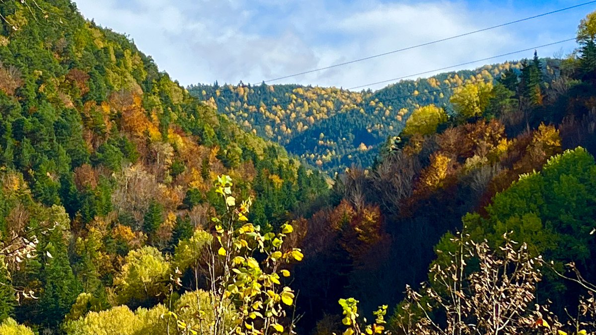 CasaColasa's tweet photo. Dime , hay algo más espectacular???🍁🍂🍄🍄‍🟫 https://t.co/3L3Wk4f5CP