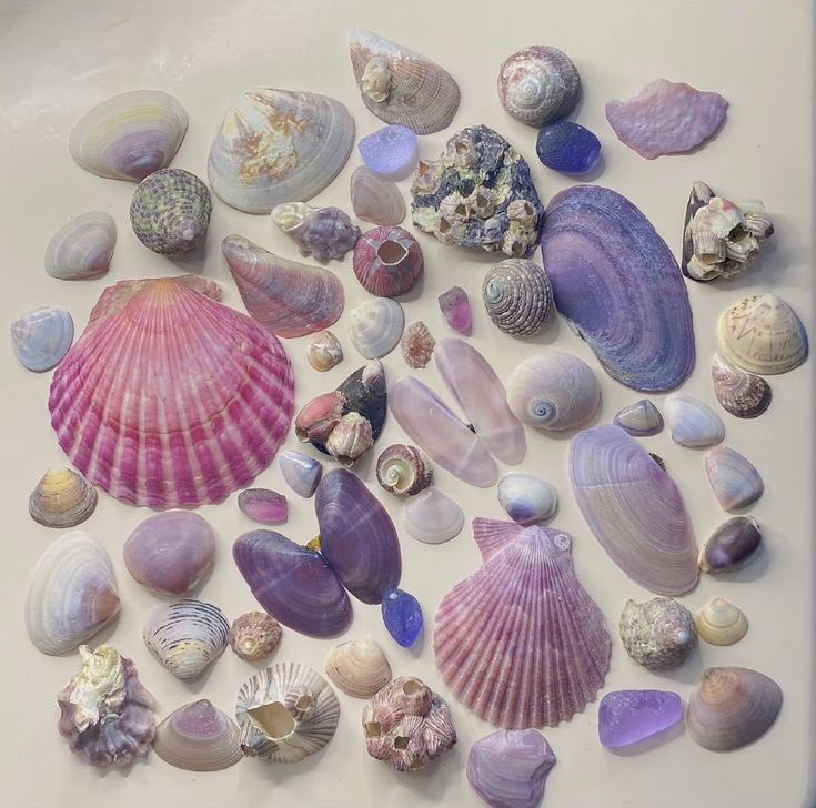 lavieestbelIe's tweet photo. Pretty shells 🐚💜 https://t.co/ejX6Go37gO
