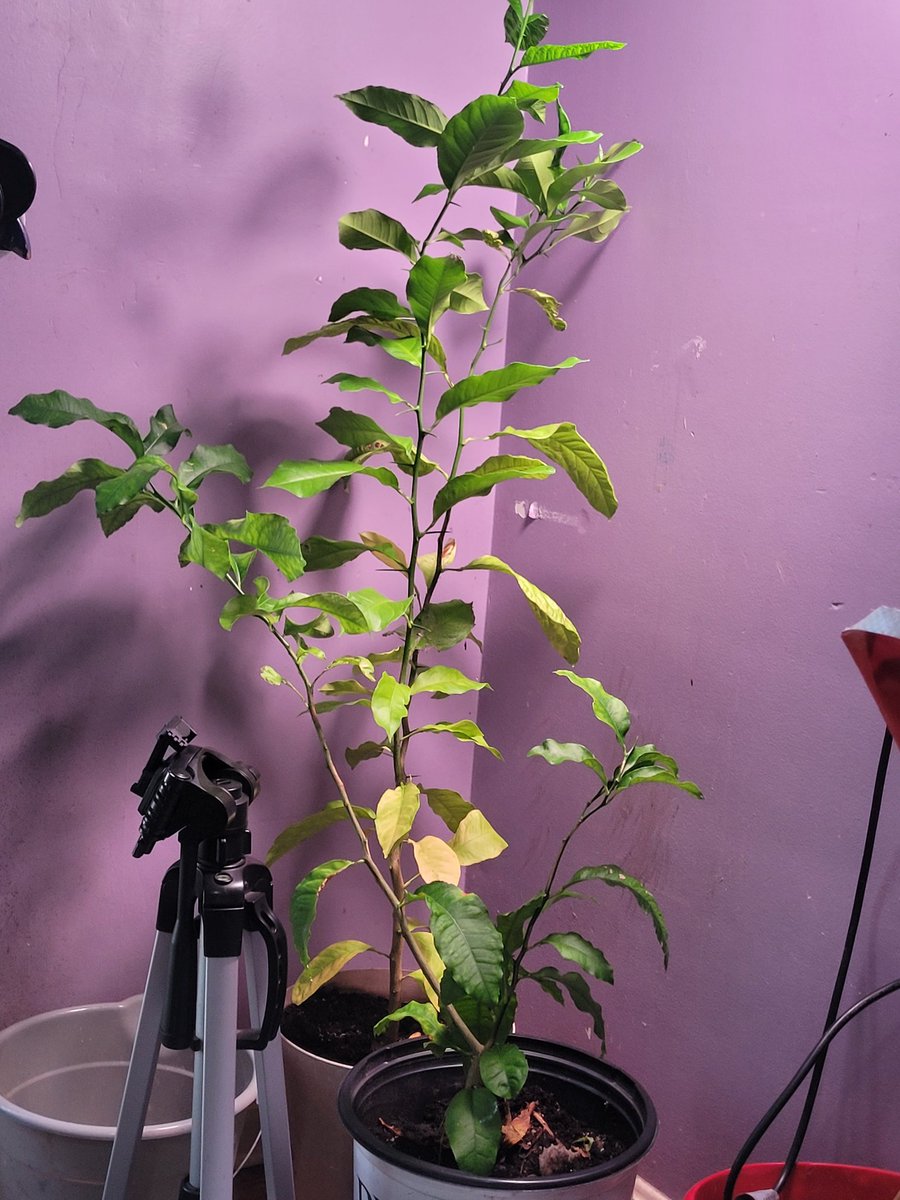 Scarlettwolf860's tweet photo. Any #arborist in the house? My son and I have been trying to grow these #lemontrees and I believe their due for some #pruning ??? https://t.co/iiCtJ12gUj