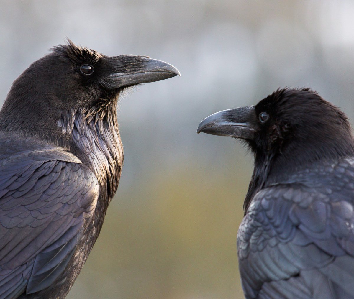 US Department of the Interior tweet media