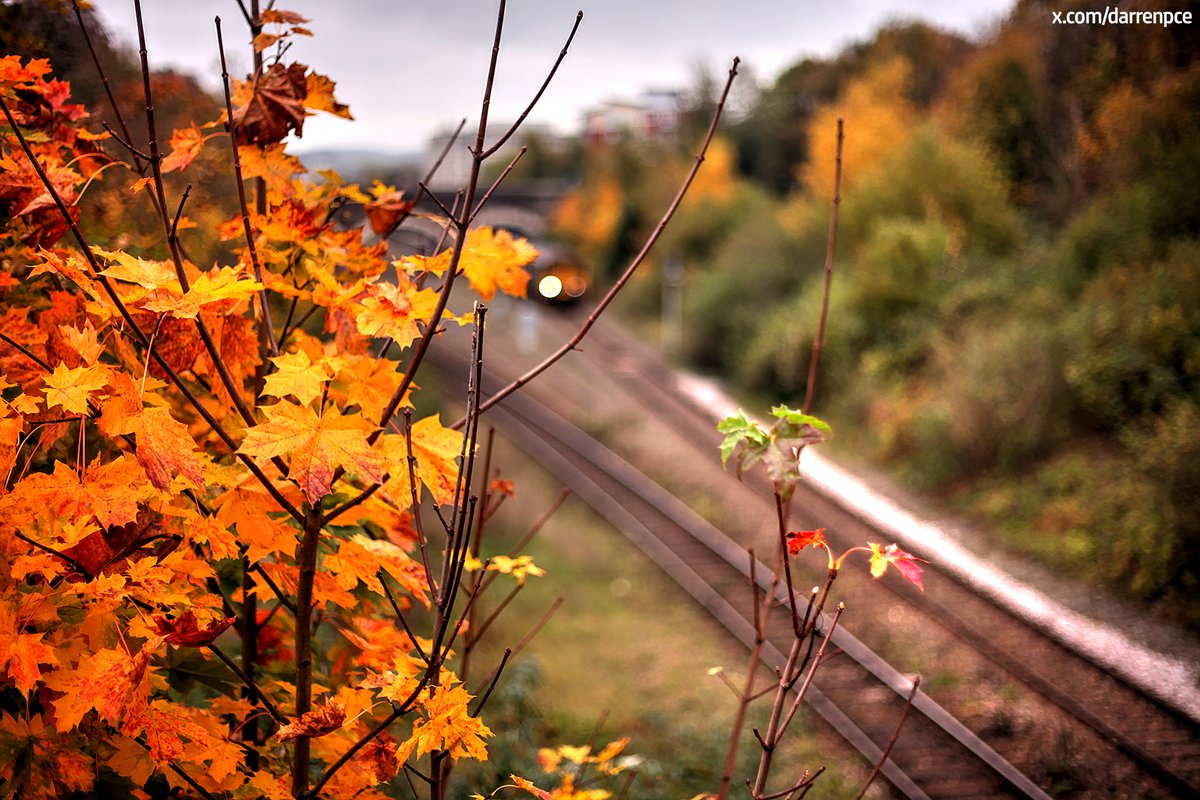 darrenpce's tweet image. Sunday morning lens test with an inherited 50mm. Hard work. #canon5Dmkii #50mm #lenstest #exeter #autumn #photography📸