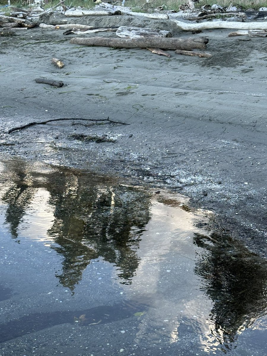 WhidbeyGypsy's tweet photo. @WLH1972 Love reflection photos! So still๐๐ป๐ทโค๏ธ
#BeachReflections https://t.co/Pi3FK96Kgi