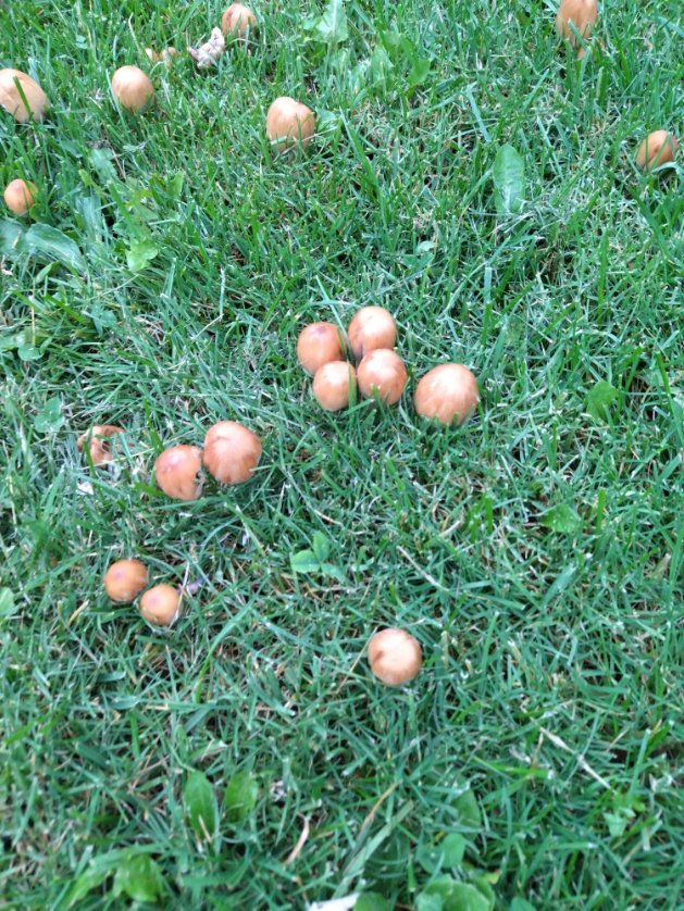 Aredius44's tweet image. et la moule perlière de la Dronne (ou de la Loue à Excideuil de mon temps) ne vaut pas celle de #Penestin ! 😉 asseracpenestin.blogspot.com
Jamais réussi à faire des galettes fines ! Attention ! on vous en vend avec de la farine de blé (une tricherie !) . Je n'ai pas tenté aux psilos