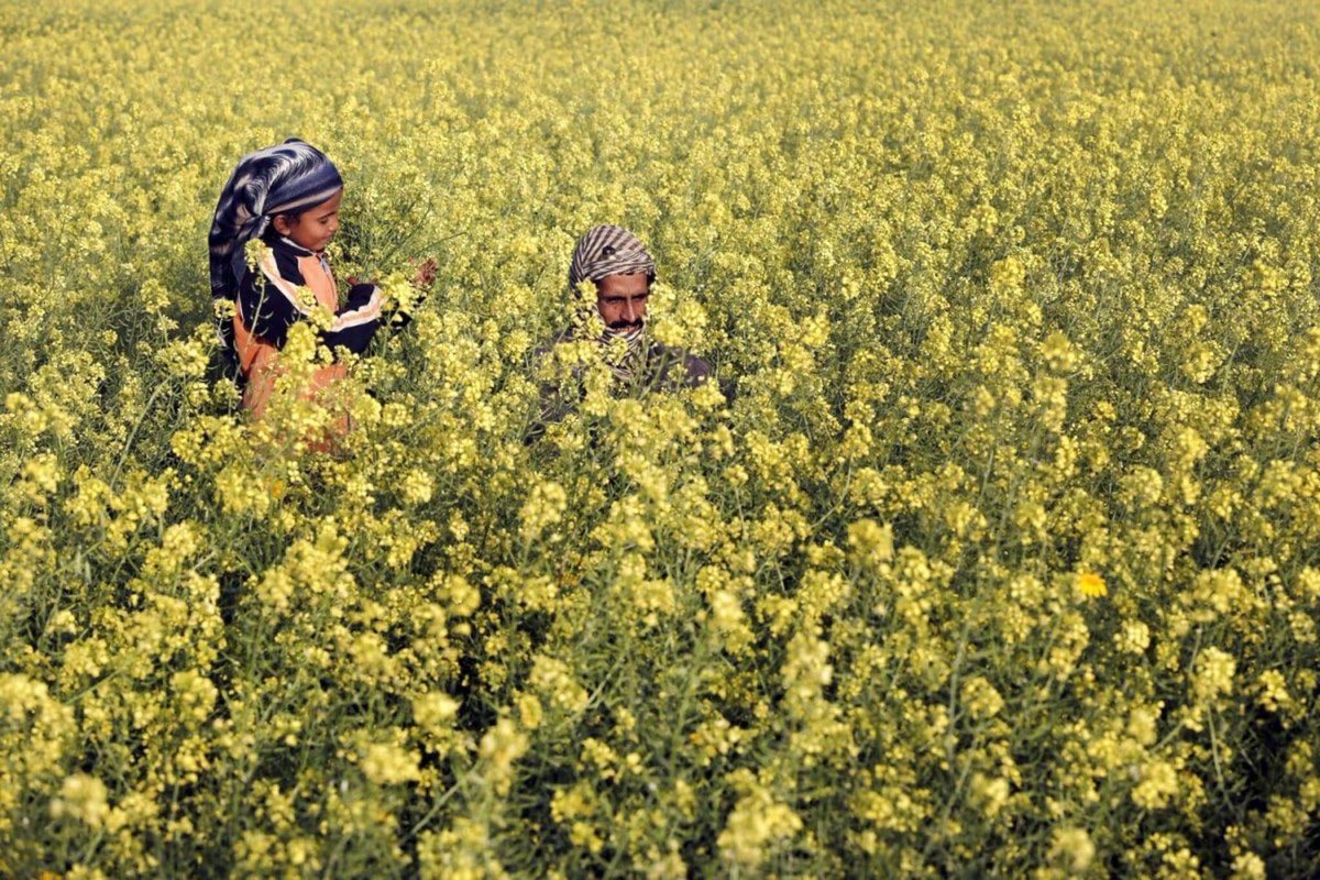 Palestinian man and his daughter amongst wild mustard flowers. Gaza 2014