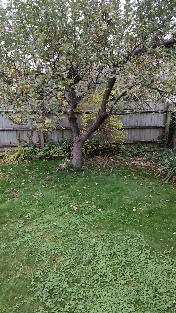 How's your lawn mowing going <a href="/mrdavidnwood/">David Wood</a> ? I had every good intention after our chat yesterday, but our electric mower wasn't having it (grass too wet?) so I've had to rake up the leaves by hand. Grrrr.