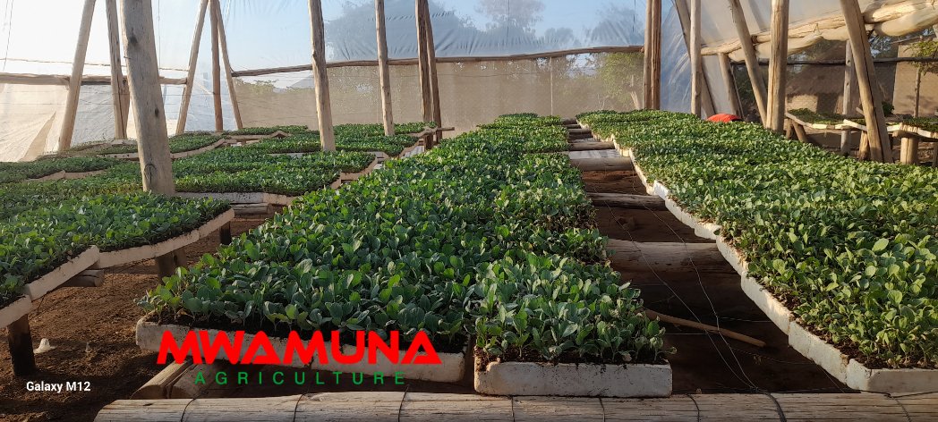 The rain season has just started. We have various seedling packages for farmers. Based in Mutare, but we can supply all over Zimbabwe.