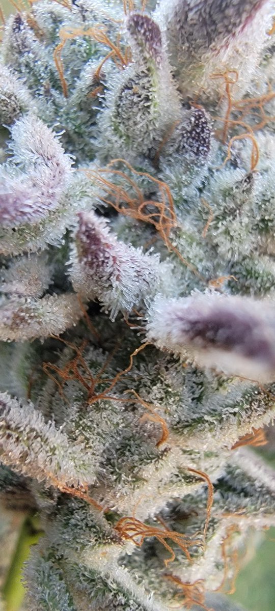 FlipCrypt's tweet photo. When I say she's frosty, this is what I mean.

#Slapz #LockedInSunday https://t.co/g7krFwcEog