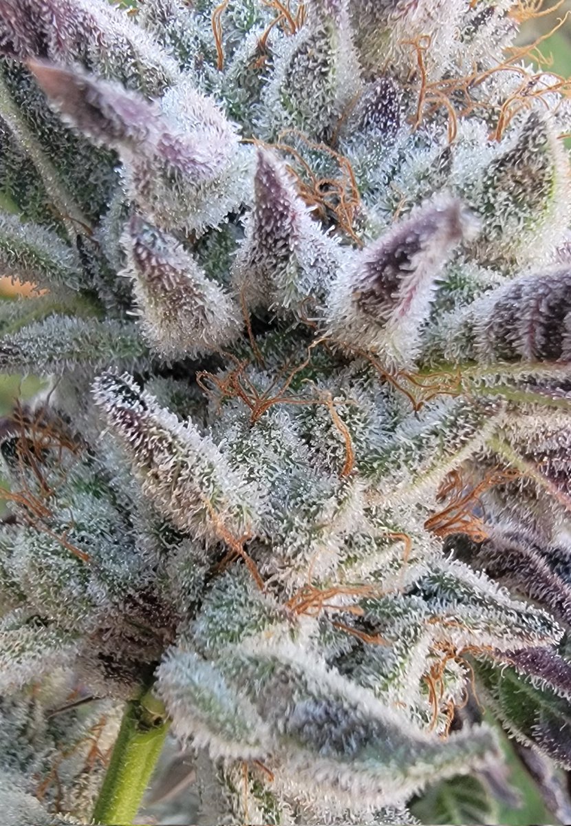 FlipCrypt's tweet photo. When I say she's frosty, this is what I mean.

#Slapz #LockedInSunday https://t.co/g7krFwcEog