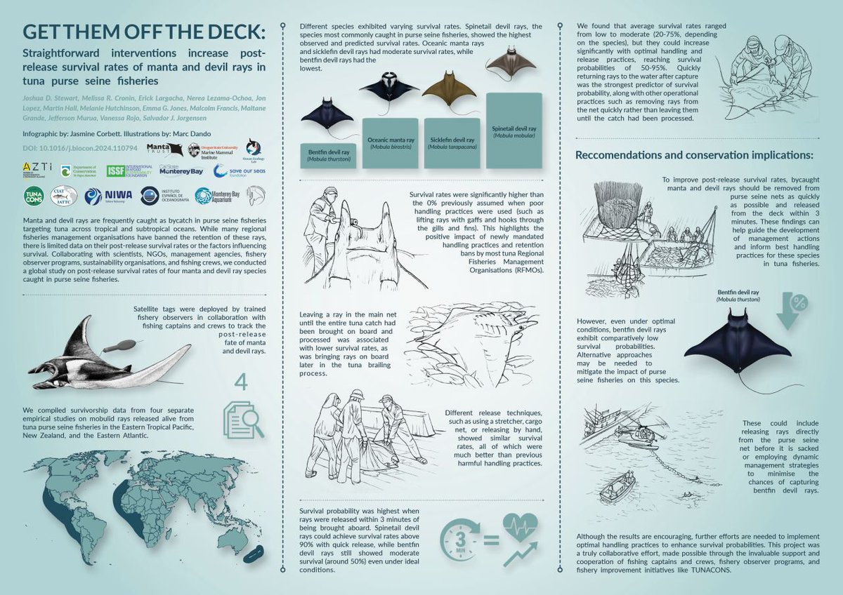 Sharks4Kids's tweet photo. #SharkScienceSunday

@mantatrust:

📣 NEW SCIENCE ALERT! Post-release survival of manta and devil rays!

🔗 To dive deeper into our findings, check out the full study linked below!
https://t.co/rbMy6hFCm6

Infographic by Jasmine Corbett
Illustrations by Marc Dando https://t.co/WJi5ufPjcW