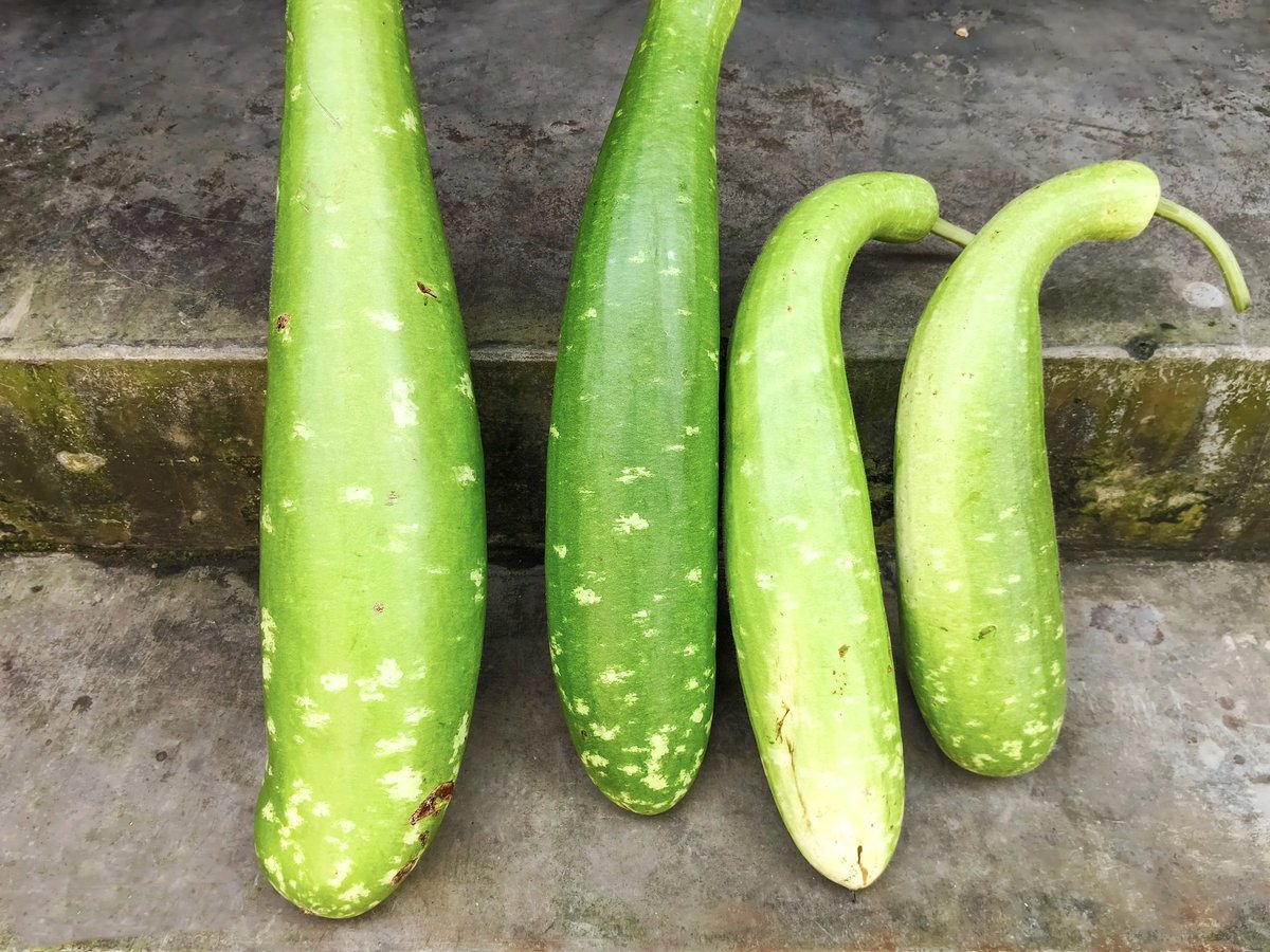 Syed_Nabi23's tweet image. Freshly picked straight from my garden 🍌 🥒
#Green #Vegitables #Banana #Fresh