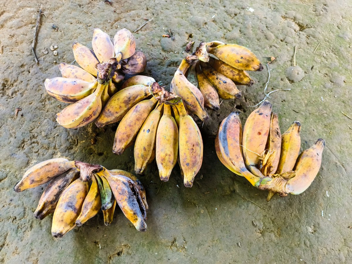 Syed_Nabi23's tweet image. Freshly picked straight from my garden 🍌 🥒
#Green #Vegitables #Banana #Fresh