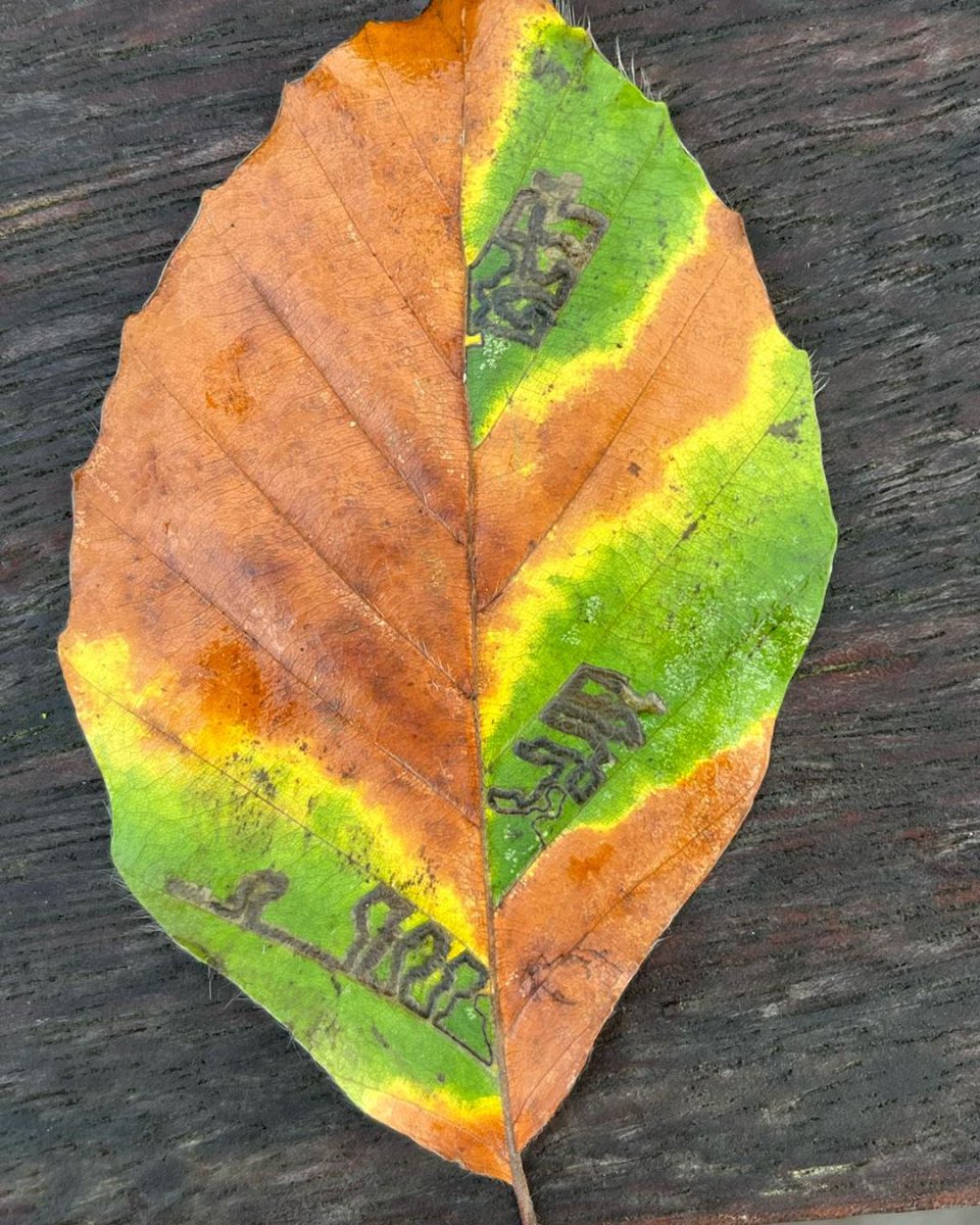 A fallen beech leaf found in the Wood with mines of a micro-moth called Stigmella Tityrella. The green chlorophyll persists around the larval mines making an amazing and beautiful pattern. 🤩

#HighgateWood
#NatureisWonderful