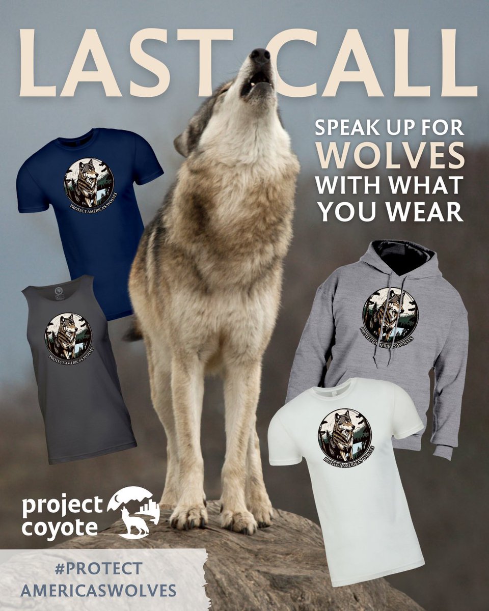 ProjectCoyote's tweet image. TODAY is the last full day to order apparel with this limited-edition wolf design!

🐺 Shop for wolves: float.org/collections/pr…

#ProtectAmericasWolves #ProjectCoyote #Wolves #GrayWolves #CompassionateCoexistence