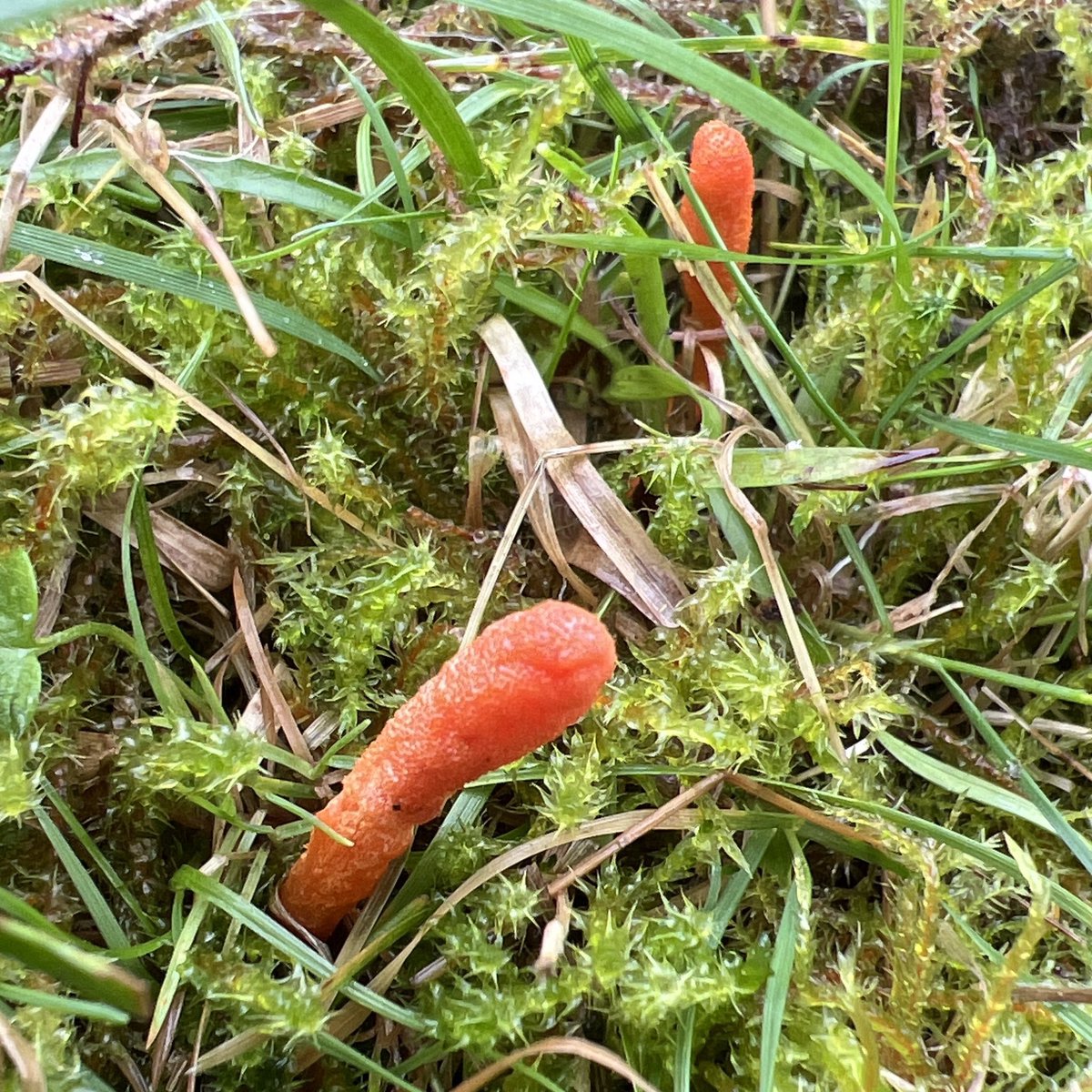 pipegreentrust's tweet photo. Some October news from the Green can be found at 
https://t.co/O9EOwf8k1W
Waxcaps, a weird caterpillar eating fungus and work parties! https://t.co/OXZsQViESu