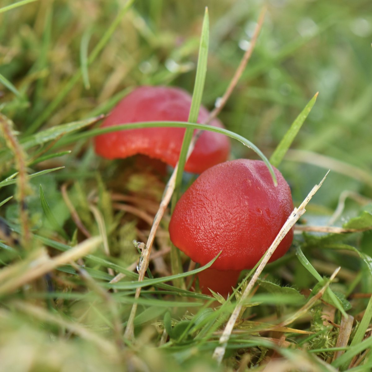 pipegreentrust's tweet photo. Some October news from the Green can be found at 
https://t.co/O9EOwf8k1W
Waxcaps, a weird caterpillar eating fungus and work parties! https://t.co/OXZsQViESu