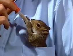 Peapod the Pocket Squirrel does not approve of NYS https://t.co/lxsc3Pn27y