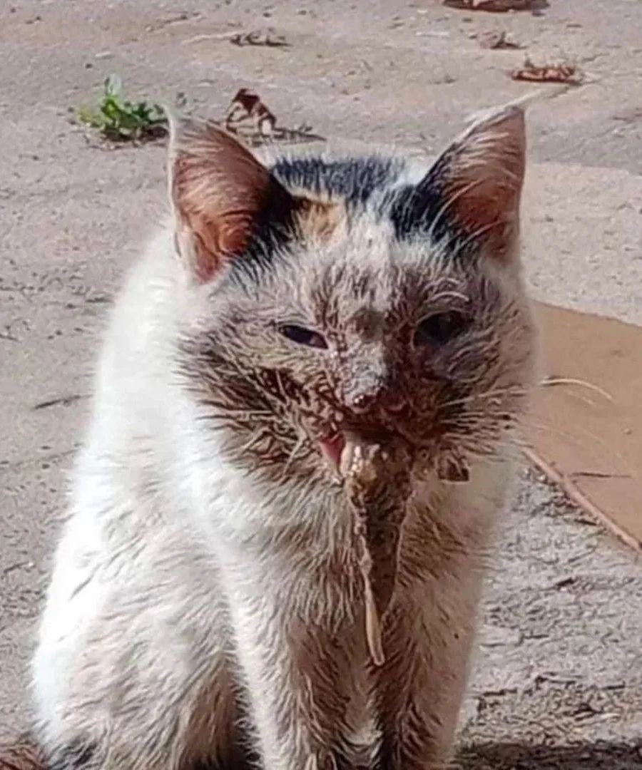 Mother Cat Rescue tweet media