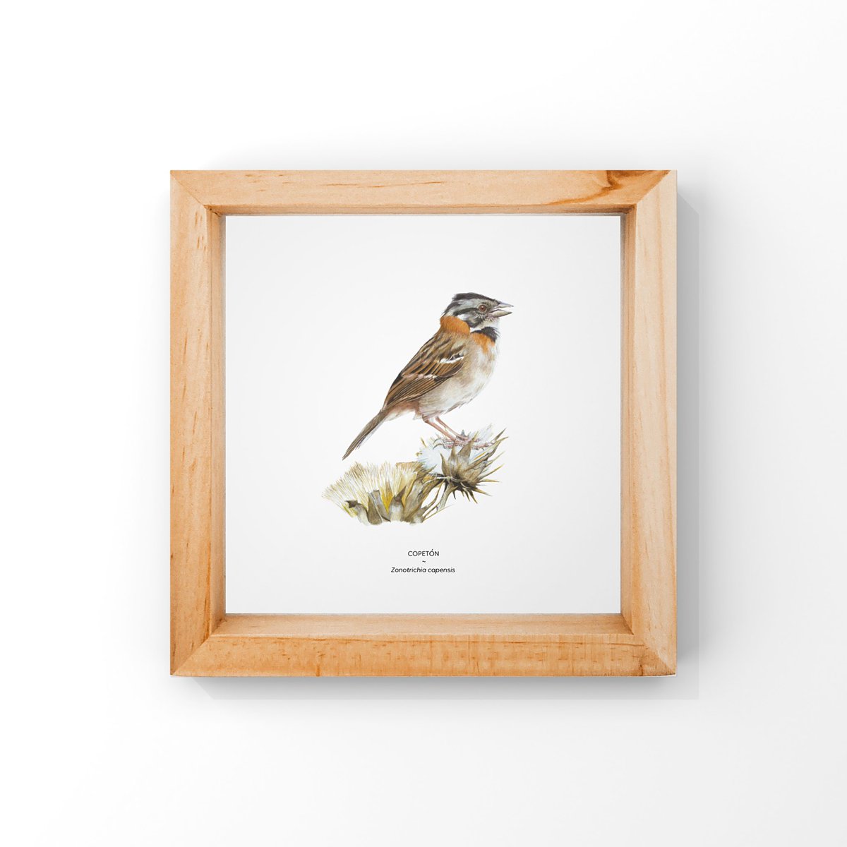 cucharitadepalo's tweet photo. Quedan los últimos dos copetones pequeños (de 16*16cm), impresos en papel de algodón, firmados y numerados. ¿Quién los quiere? Están disponibles con y sin marco en https://t.co/tmVdvWKBMe https://t.co/EnsHK65Ylh