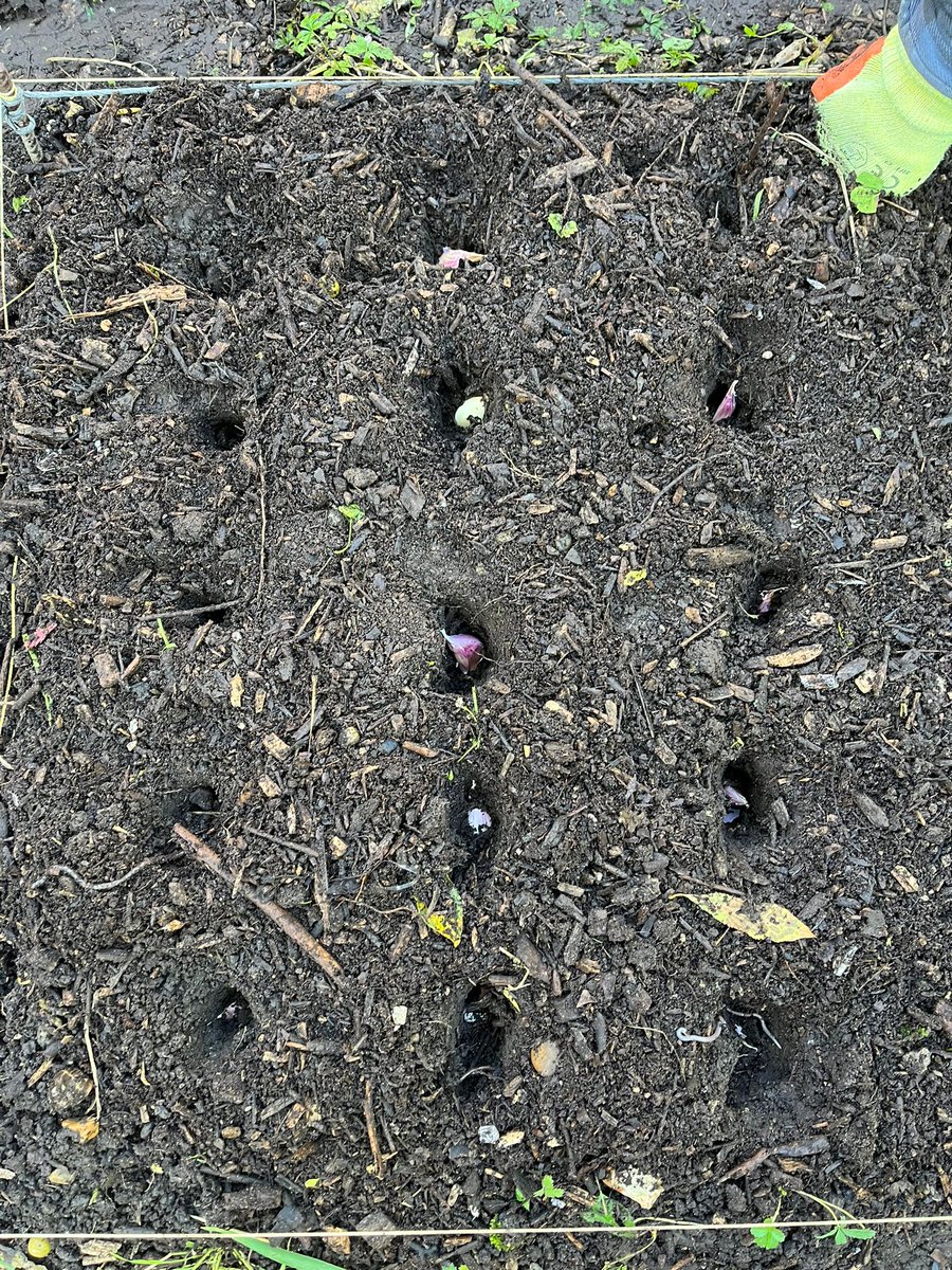 A nice sunny day working on the land planting Carcassonne Wight Garlic! Will be ready for next summer!